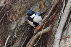 Parus minor