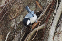 Parus minor
