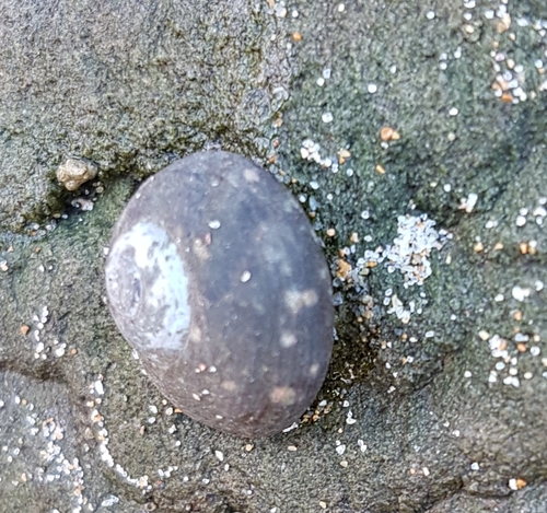 Phorcus sauciatus