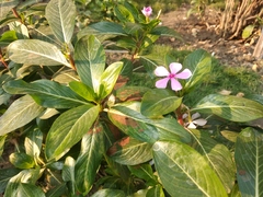 Catharanthus roseus