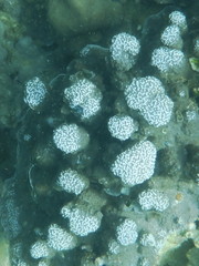 Porites rus