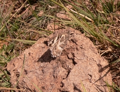 Chazara heydenreichi