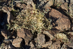 Cuscuta planiflora