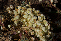 Cuscuta planiflora