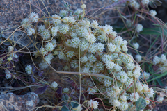 Cuscuta planiflora