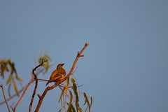 Oriolus flavocinctus