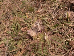 Chazara heydenreichi