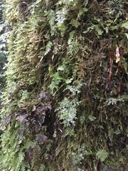 Notogrammitis angustifolia