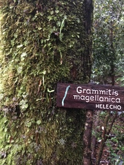 Notogrammitis angustifolia