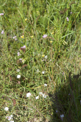 Launaea massauensis