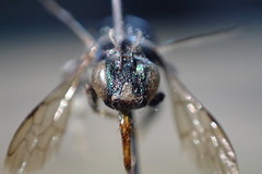 Calloceratina