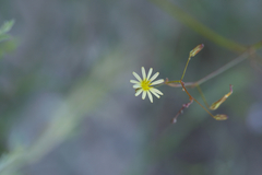Launaea massauensis