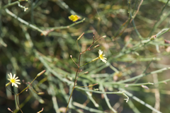 Launaea massauensis