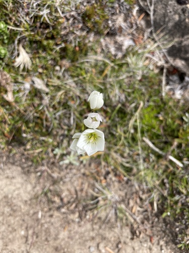 Gentianella diemensis observed 2026-02-11