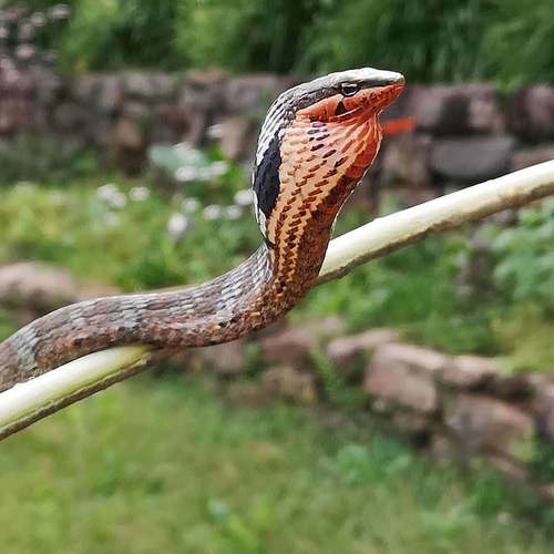 Usambara vine snake, Thelotornis usambaricus