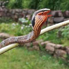 Usambara Vine Snake photo 4