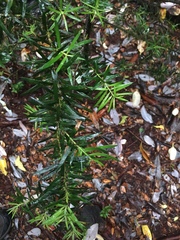 Podocarpus nubigenus