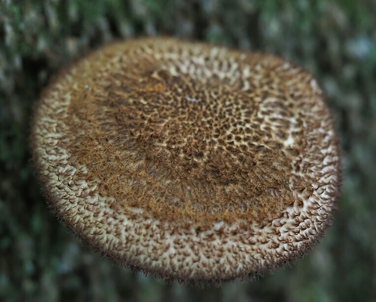 Tricholomopsis scabra