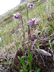 Silene uralensis