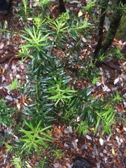 Podocarpus nubigenus