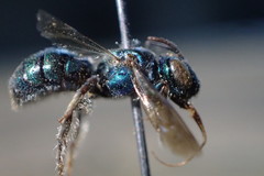 Calloceratina