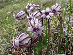 Silene uralensis