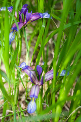 Iris graminea