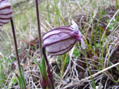 Silene uralensis