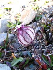Silene uralensis