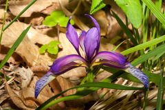 Iris graminea