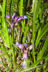 Iris graminea