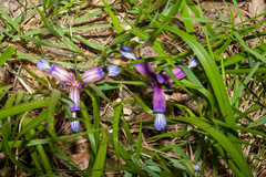 Iris graminea