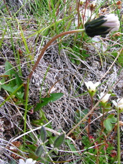 Taraxacum arcticum