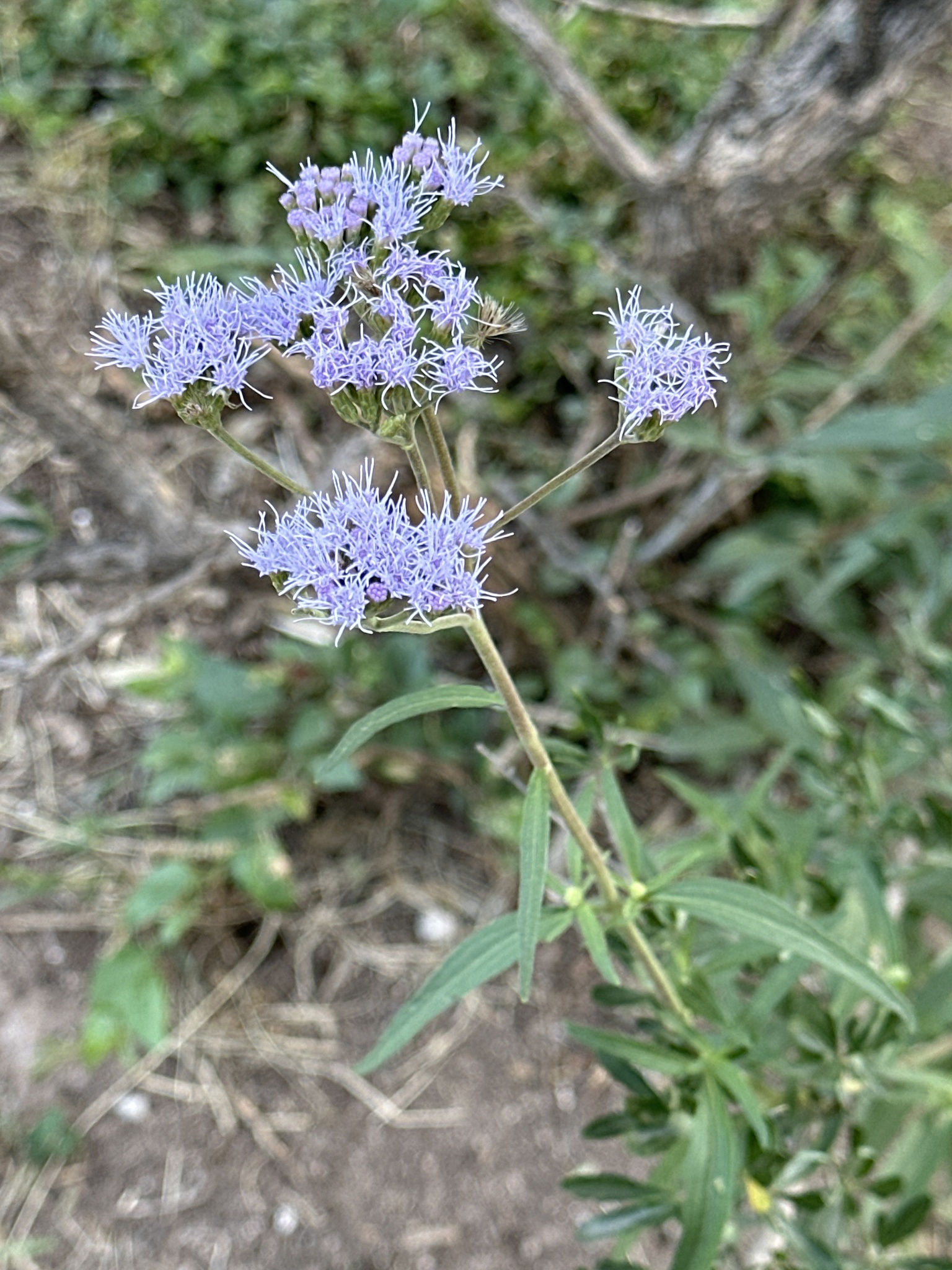 Chromolaena arnottiana