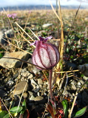Silene uralensis