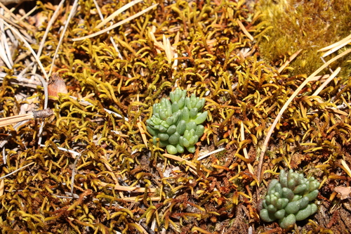 Sedum vinicolor 3