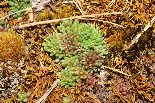 Sedum vinicolor