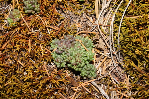 Sedum vinicolor 2