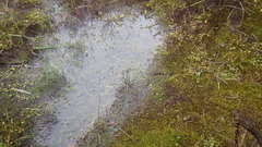 Ranunculus hyperboreus