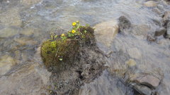 Ranunculus sulphureus