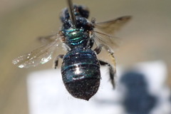 Calloceratina