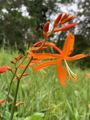 Crocosmia aurea aurea