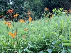 Crocosmia aurea aurea