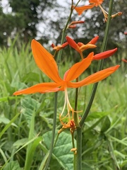 Crocosmia aurea aurea
