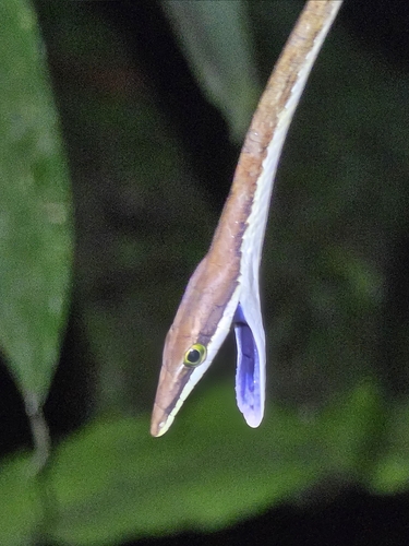 Köhler’s Vine Snake