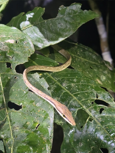 Köhler’s Vine Snake