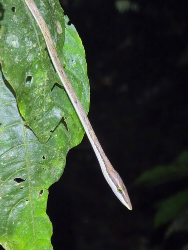 Köhler’s Vine Snake