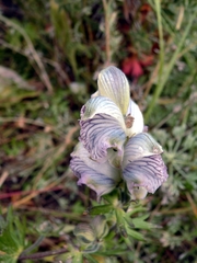 Aconitum rotundifolium
