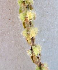 Valantia hispida