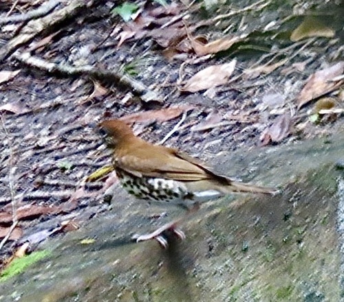 Wood Thrush (Hylocichla mustelina), photo 7